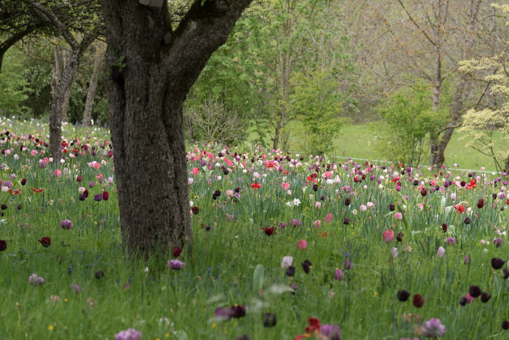 Der Garten von Prof. Dr. Doschka Nüssle Fotografie